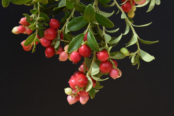 Preiselbeere, Vaccinium, vitis-idaea