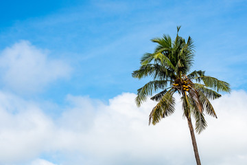 Fototapeta na wymiar coconut tree with cloud and blue sky.