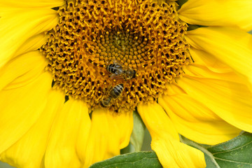 Obraz premium Sonnenblume, Helianthus, annuus, Hummel, Biene