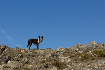 Perro subiendo al Matagalls por Collformic