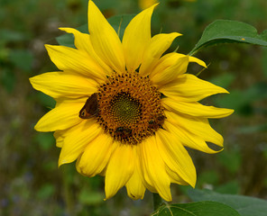 Obraz premium Sonnenblume, Helianthus, annuus, Hummel, Biene