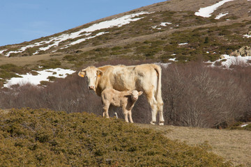 Terneros en un prado