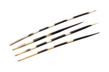 Porcupines quills or spines isolated on white background
