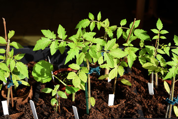 Tomaten, Lycopersicon, esculentum, Gemuese, Keimling