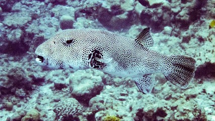 Map pufferfish (Arothron mappa) underwater in the tropical coral reef of the Maldives.