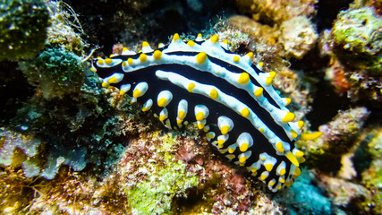 Naklejka na ściany i meble close up of swollen phyllidia nudibranch in the maldives.