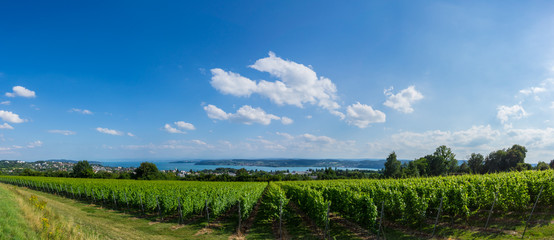 Germany, Vineyards at lake constance shore