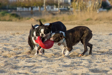 Perros jugando con un frisbee en la playa