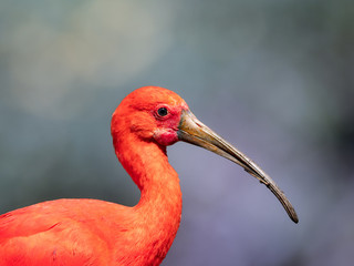 Portrait of a Scarlet Ibis