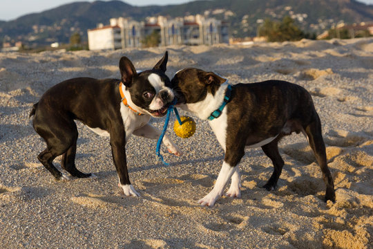 Perros jugando con una pelota en la playa