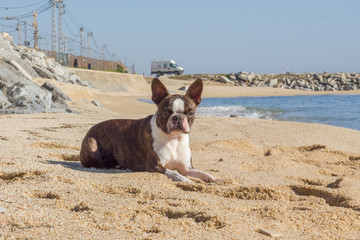Perro tumbado en la arena al sol