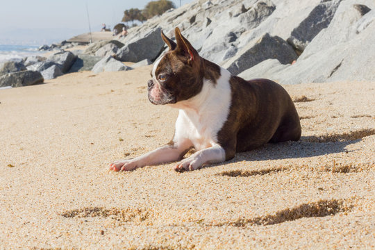 Perro tumbado en la arena al sol