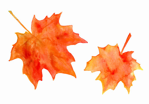 Watercolor maple leaves