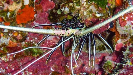 big lobster close up. Wild nature of coral reef, Maldives.