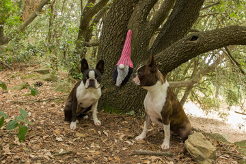 Gnomo en el bosque acompa&ntilde;ado de dos perros