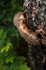Moist mushroom