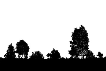Realistic birch trees silhouette (Vector illustration).
