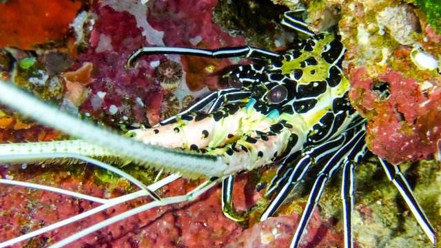 big lobster close up. Wild nature of coral reef, Maldives.