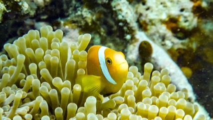 Nemo, anemonefish close up, Maldives.