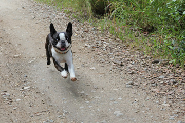 Perra feliz corriendo