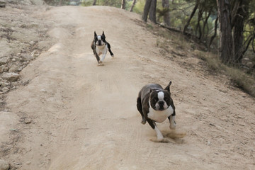 Perros corriendo en la monta&ntilde;a