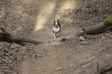 Perro andando feliz por el bosque