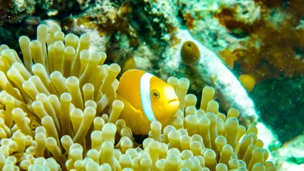Fototapeta na wymiar Nemo, anemonefish close up, Maldives.