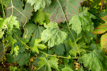 Disease of leaves and vines of a grape close up of defeat of rot and parasites. The concept of protecting the industrial plant of grapes
