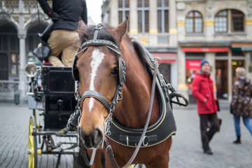 Beautiful horse harnessed to a carriage Brussels, Belgium. Selective focus