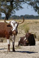 Fototapeta premium Nguni cattle of north east Namibia with large horns in arid terrain under strong African sunlight near Ndhovu, Caprivi Strip, Namibia, Africa