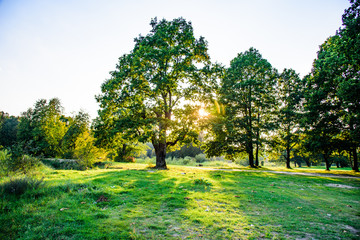 Forest nature in the sunset of the summer.