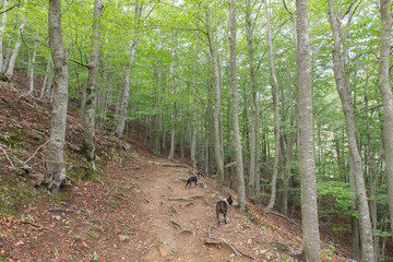 Subiendo al Matagalls desde Sant Mar&ccedil;al