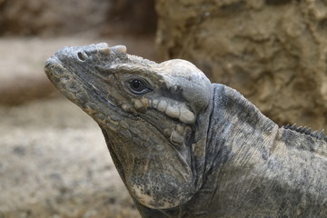 Headshot of an iguana.