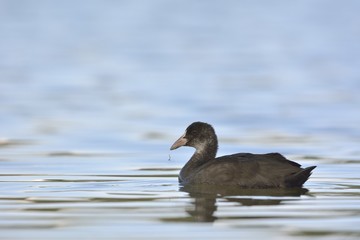 A juvenile Coot - Fulica atra, Crete	