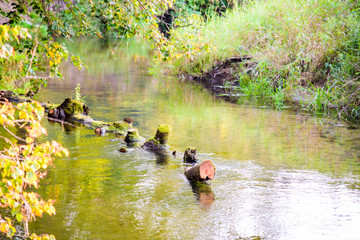 Photo of the picturesque banks of a river in a forest in nature.