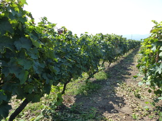 Fototapeta na wymiar Fila di vite nelle vigne di Kvareti in Georgia d'estate.