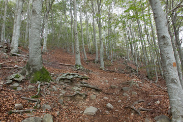 Subiendo al Matagalls desde Sant Marçal