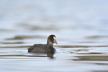 A juvenile Coot - Fulica atra, Crete	