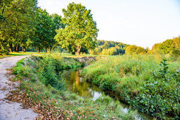 Forest nature in the sunset of the summer.