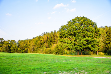 Forest nature in the sunset of the summer.