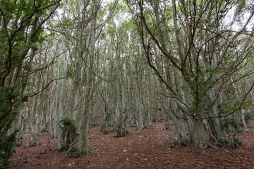 Subiendo al Matagalls desde Sant Mar&ccedil;al