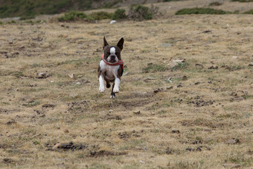 Perro corriendo por un prado