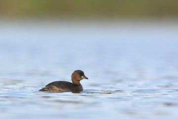 Little Grebe (Tachybaptus ruficollis), Crete	