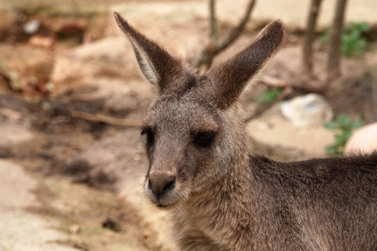 Headshot of a kangaroo.