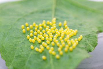 Naklejka premium texture of butterfly eggs on green leaf background.