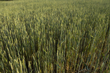 Young green wheat field. Ripening ears wheat. Agriculture. Natural product. Agricaltural landscape.