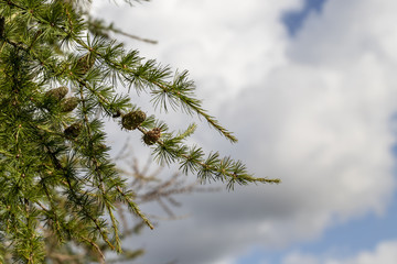 Low angle view of larch tree against sky