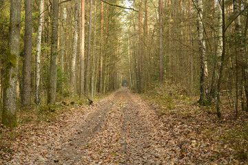 Bialowieza Forest Reserve. The Belarusian section