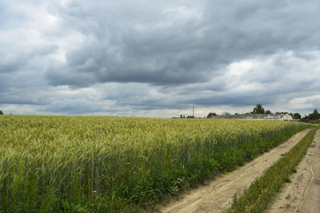 Fototapeta na wymiar Suburb Of Minsk. Collective farm field. Belarus.