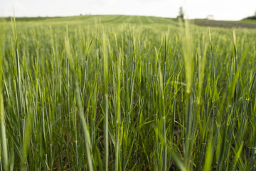 Young green Barley field agriculture in a sunny day. Natural product. Agricaltural landscape.